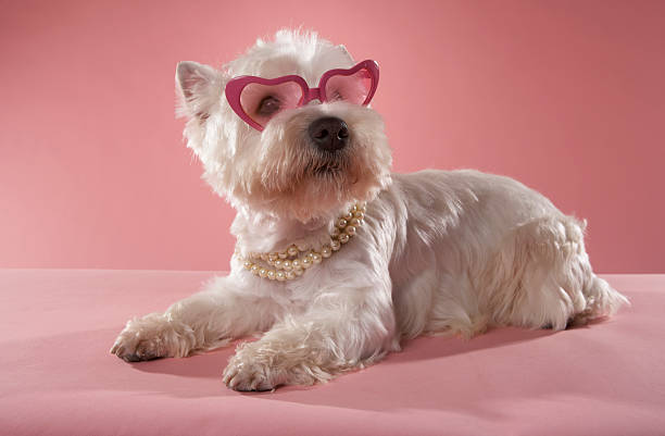 Fur Babies’ Bling: How to Properly Accessorize Your Dog